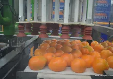 The fruit is suctioned up and placed in cartons.
