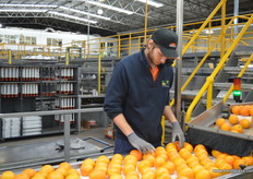 The fruit is placed into dimples to be in position for suction cups.