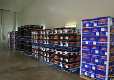 Pallets waiting to go to the supermarkets.