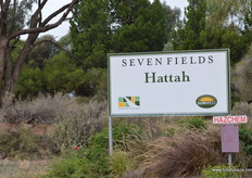 After leaving the packhouse we went out to visit a couple of Seven Fields' farms.