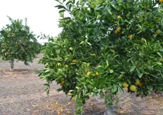 These trees were Valencias but have been grafted to bear Washington Navels as the juicing industry took a down turn.