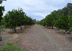 The navels are around 3-4 weeks from harvest.