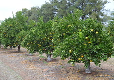 All of the orchards have drip irrigation.