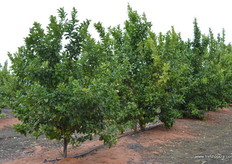 ARC seedless lemons.