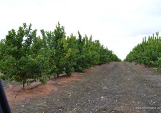 Orange sizes are expected to be 56s-72s-88s