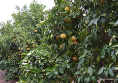 Grapefruit is early this season.