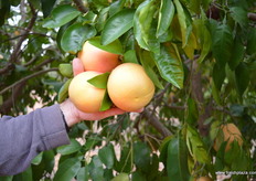 They already have great colour...