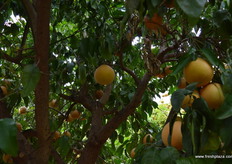 Fruit inside the tree has best colour.