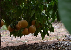 Lots of fruit on the trees.