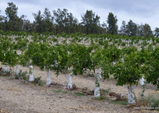 An example of top-work, grafting from Tangelo to Cara Cara.