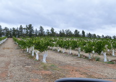Trees are painted white to stop them getting sunburnt.