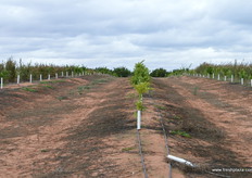 Mistique a new unseeded mandarin variety, later than Afoura to extend season.