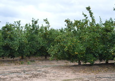 These Afoura get netting over then to stop cross pollination, the UK market demands 100% seedless.