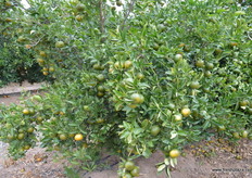 Lots of fruit on the trees.