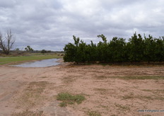 Mildura had had around 40mm of rain in the last couple of days.