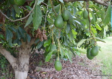Seven Fields also has 10 ha of avocados.