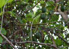 Richard took the decision two years ago to drastically prune back the trees, they have come back with vengeance.