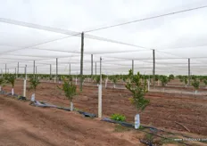 This farm has 400 ha of citrus, 160 of which is under permanent netting.