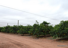 The netting stops cross pollination and also protects the crop from hail which not common in the are but when it strikes it can do huge damage.