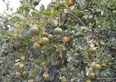 Trees are heavy with fruit.