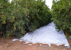 Extenday, an new ground cover is being trialled, it accelerates the growing process and the fruit ripens faster, an advantage to getting to the UK market before the tarifs cone into place in mid September.