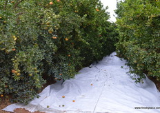 Lane navels are 100% for markets such as Japan and China.