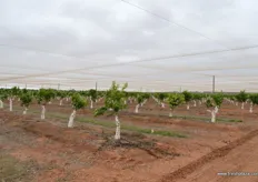 Tango trees 9 months old, it will be another 3 years before the have commercial volumes.