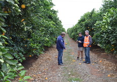 Datsey, Tommy and Richard inspect the crop.