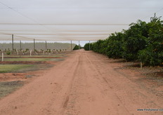 The nets give a very different atmosphere that outside, growing conditions are also better in here.