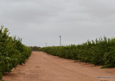 Each fan can protect around 3ha, there are 5 in total.