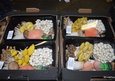 A beautiful mixed pack of mushrooms.