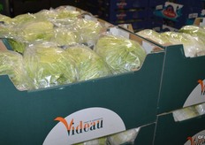 Chinese cabbage from Holland.