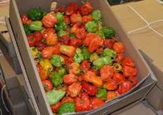 Lively mix of peppers.
