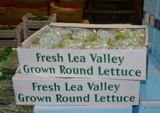 Lettuce from Fresh Lea Valley, England.
