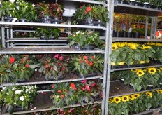 There is a very small amount of flowers sold at the market.