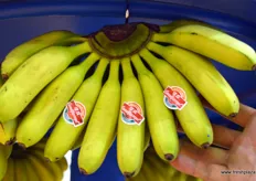 Small bananas imported by Goodfarmer.