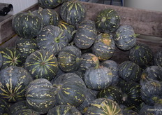 Green pumpkins for eating.
