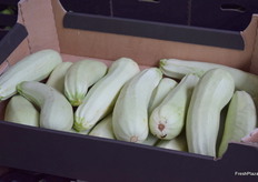 White zucchini/courgettes.