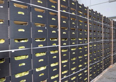 Rows of white bell peppers destined for the domestic market.