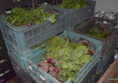 Beets in the cooling.