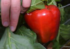 Red bell pepper ready to be picked.