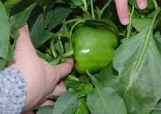 Green bell pepper with an ideal shape.