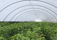 A view of one of the tunnels.