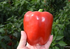 Just picked from the vine bell pepper.