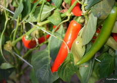 Spicy peppers growing on the vine.