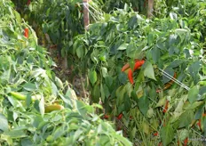 Spicy pepper plants.