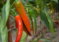 Spicy peppers from close up.