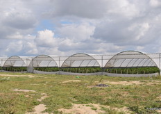 Rows of the Cool Fruit tunnels managed by Euro Papryka.