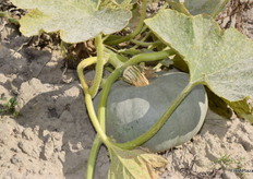 Pumpkin in the field ready for harvesting.