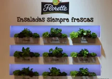Presentation of Florette salads.